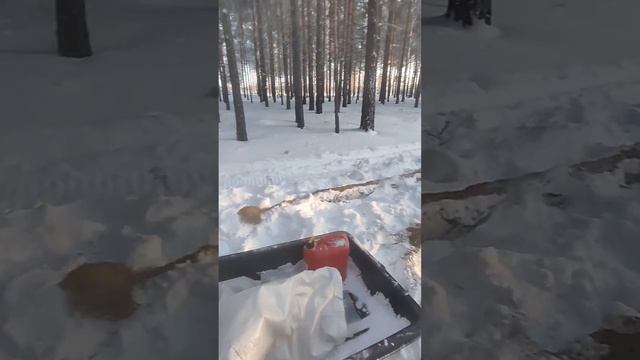 Охота в Тюмени. съездили в лес пополнили кормушки. в лесу кайф. мороз минус 30. #тайга #лес #охота. смотреть онлайн