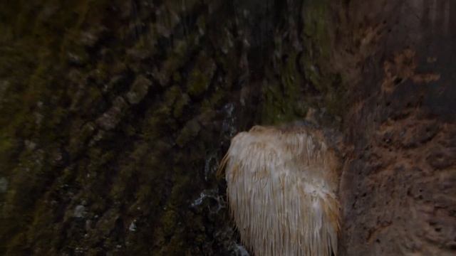 Finding a Hedgehog Mushroom смотреть онлайн