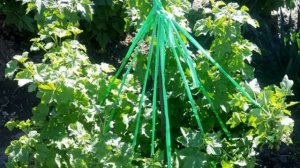 Уход за крыжовником весь сезон — основные правила выращивания