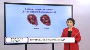 Биология. 9 класс. Формирование и развитие плода /20.04.2021/