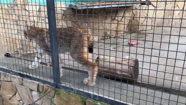 Великолепной красоты рысь! Тайган A Magnificently Beautiful Lynx! Taigan