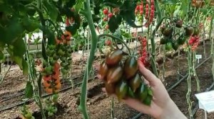 Томат-черри Шоколадный фонтан