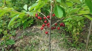 Новинка! Черешня ранняя сорт Стелла (cherries Stella). Отличный выбор для Вашего сада