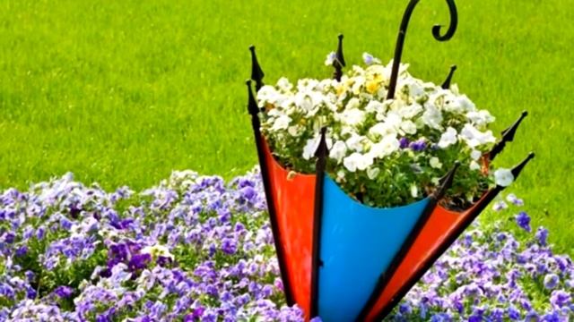 Виола милый цветок    \ Viola Cute Flower