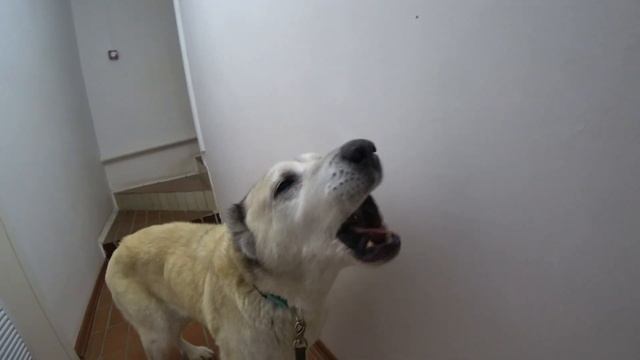 ПРОВЕДАЕМ НОРУ И КУПИЛИ ЕЙ ДОМИК!! БОЛЬШОЙ ДОМИК!!) смотреть онлайн