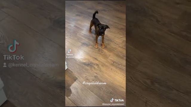 приколы из тик тока2.mp4 смотреть онлайн