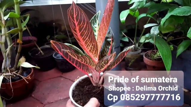 Tanaman hias red sumatera aglaonema aglonema pride of sumatera real pic di shopee delima orchid смотреть онлайн