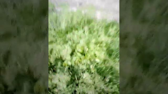 Здоров Богат Дуб Стоит Орехи Звенят поместья и чудесный сад ❤️❤️❤️ смотреть онлайн