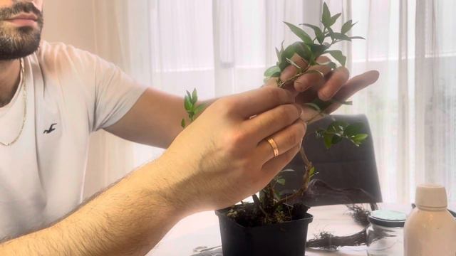 Formando Un Bonsái De Mirto Que Estaba  Casi Muerto.