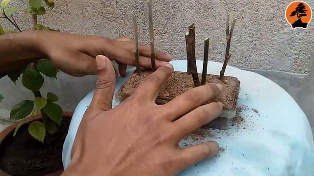 How to make Hibiscus Bonsai || Forest Style || Miniature Bonsai смотреть онлайн