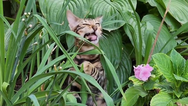 Домашний ужин для всей семьи 