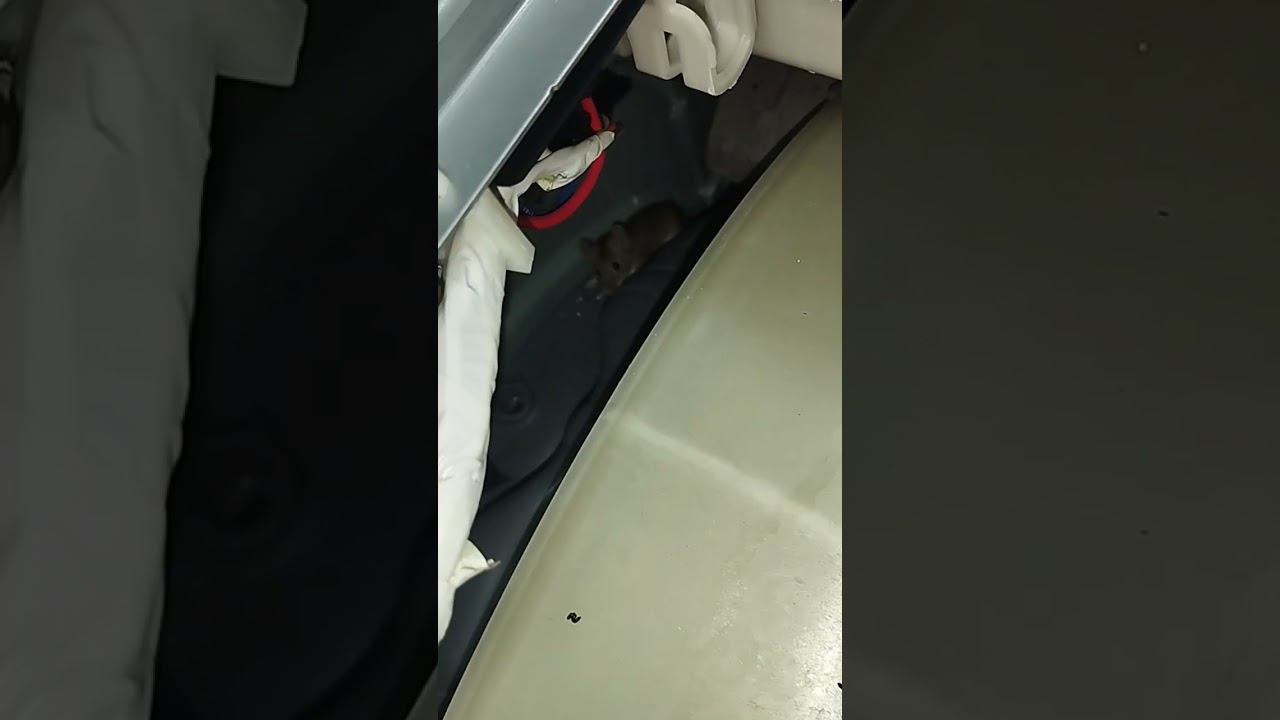 привезли стиралку с мышкой