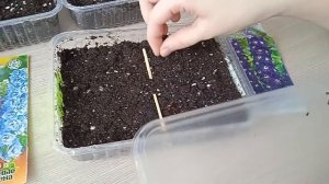 Посев семян дельфиниума на рассаду простым способом  #цветы#дельфиниум#посадкарастений#ютуб