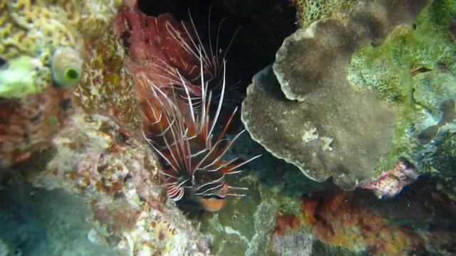 Return To The Blue World - Embudu Malediven - Canon Powershot D20 - GoPro Hero3 Black Edition