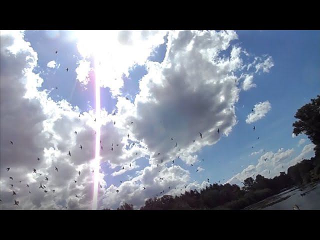 Со ДНА о БАЗОВОЙ СВЯЗИ. Речь о нашей родной речи. смотреть онлайн