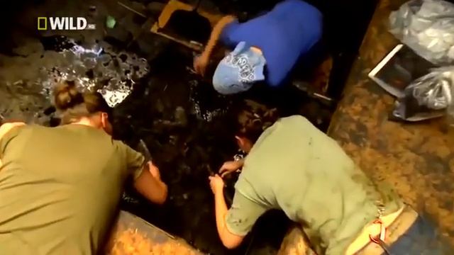 Короткомордый медведь крупный хищник смотреть онлайн