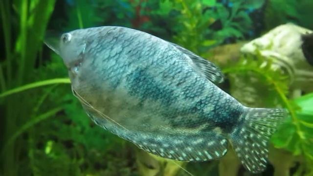 Гурами мраморный c тремя усами смотреть онлайн