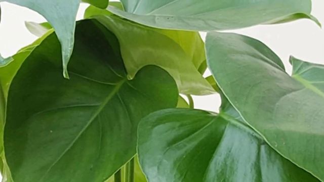 Филодендрон - факты, суеверия и приметы. смотреть онлайн