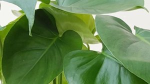 Филодендрон -  факты, суеверия и приметы.