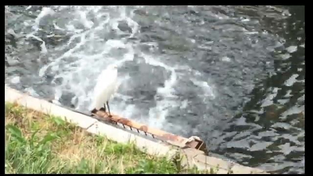 Botan Peony Garden 牡丹公園　2020 5 3 смотреть онлайн