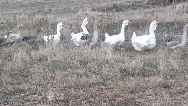 Гуси хозяйства Камчатного. Июль 2022 г. Тел. +7-989-520-24-90. смотреть онлайн