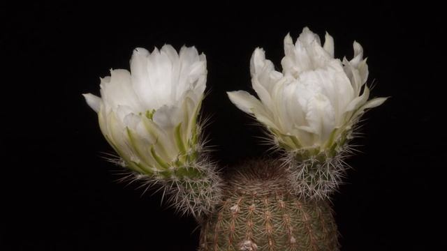 Time Lapse Echinocereus rigidissimus, white Flower смотреть онлайн