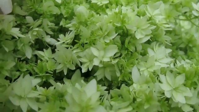 22 06 22г Гортензия древовидная «Hayes Starburst» саженцы смотреть онлайн