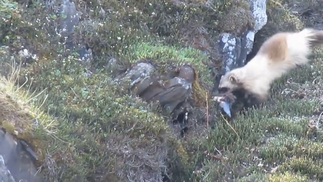 ВСЕ О РОСОМАХЕ. Росомаха против волка, рыси, койотов смотреть онлайн