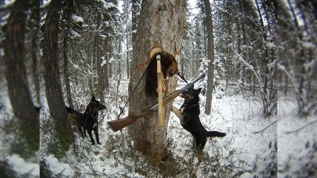 "Выбор щенка. Уход за щенком. Первые уроки" "Лайка и её натаска" Белоусов В.И смотреть онлайн