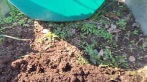 Как правильно подготовить землю к посадке моркови?