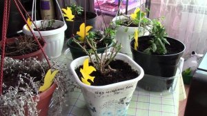 Оживляем цветы после зимней спячки(были в подвале): Дихондра, пеларгония, бакопа, эустома, фуксия