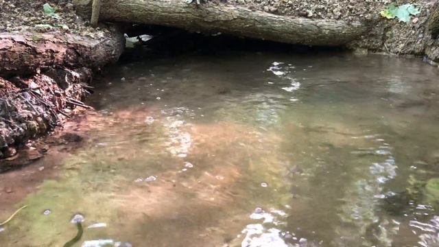 Релакс для души пение птиц журчание ручейка смотреть онлайн