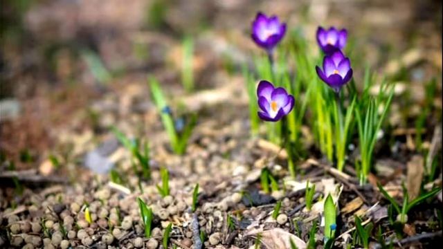 Shopen ~ Vals of the flowers | Шопен ~ вальс цветов смотреть онлайн