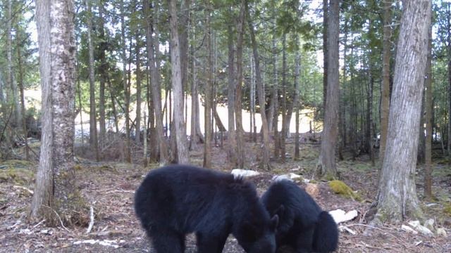 My Bear Family | Off Grid on Drummond Island смотреть онлайн