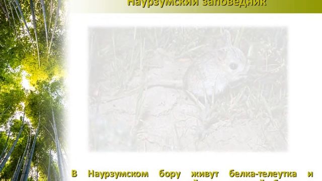 Заочное путешествие “Животные родного края" Животный мир Костанайской области смотреть онлайн