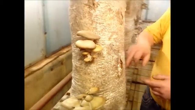 Почему желтеют и сохнут шляпки у вешенки??? смотреть онлайн