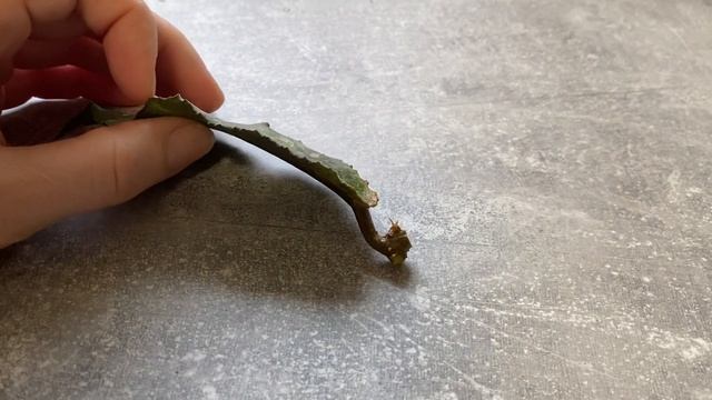 Новый эксперемент. Спасаю сгнившию хойю Ундулата смотреть онлайн