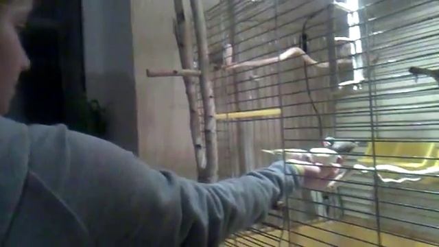 Приручение гульдовых амадин.mp4 смотреть онлайн