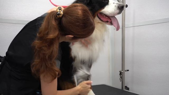 Bernese Mountain Dog ZOOMIES смотреть онлайн
