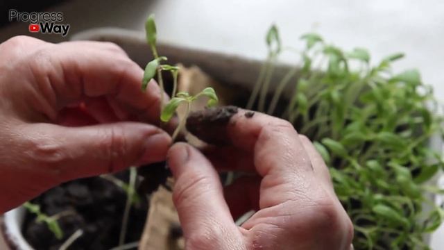 у Томатов cтебель толще пальца! Подлейте 1 таблетку этой подкормки под рассаду томатов смотреть онлайн