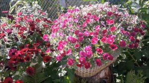 Петуния сорт Каскадиас Рим Чанти/Petunia 'Cascadias Rim Chianti/Петуния Каскадиас Рим Кьянти