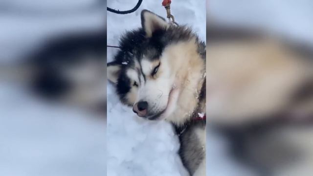 ПРИКОЛЫ С ЖИВОТНЫМИ - СМЕШНЫЕ ЖИВОТНЫЕ /ПОДБОРКА #1 смотреть онлайн