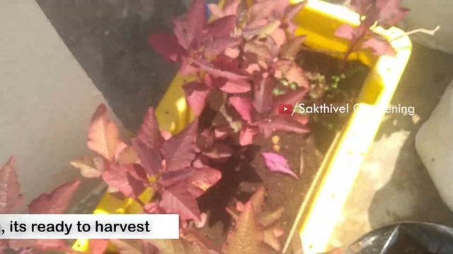 Growing Amaranth Leafy vegetable from seeds. смотреть онлайн
