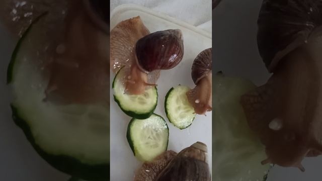 Африканская улитка Ахатинка после купания смотреть онлайн