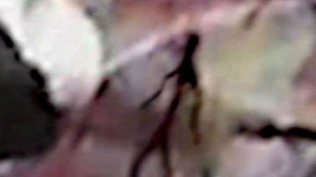 кто такой палочник его история