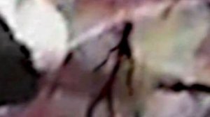 кто такой палочник его история