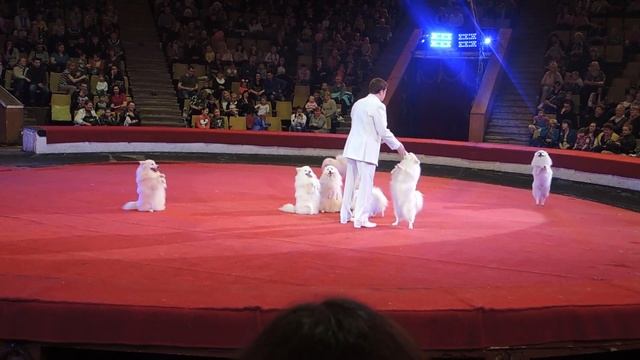 Цирк, номер с собаками. The circus room with the dogs. смотреть онлайн