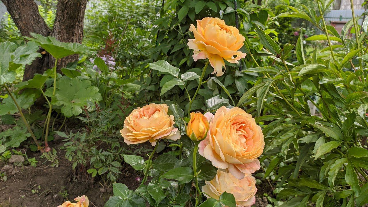 Розы. Последняя подкормка азотом. смотреть онлайн