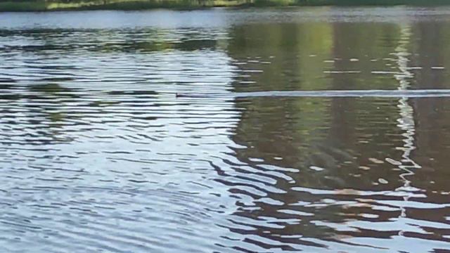 #утки #утка #электрогорск #твэл #новости #blog #blogger #животные #озеро #пруд #отдых #природа_лето смотреть онлайн