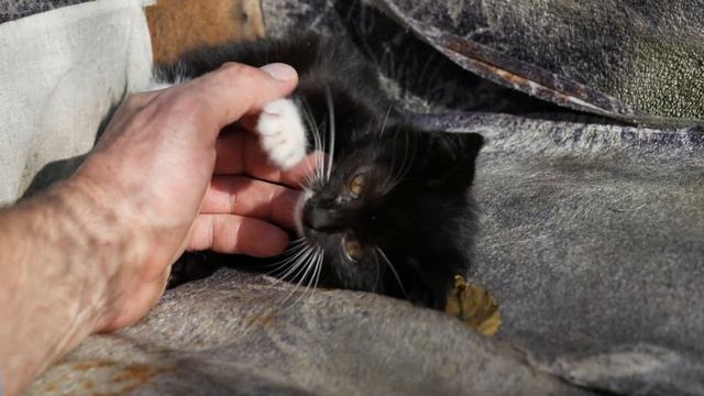 Любимое лакомство всех моих кошек и котов. смотреть онлайн